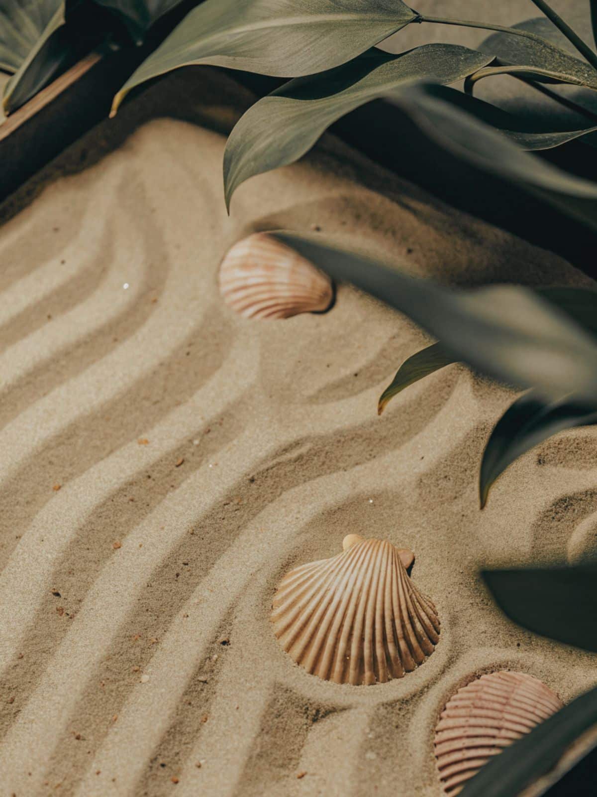 Peaceful image of sand and shells